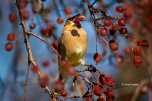 Bombycilla-garrulus;Cedar-Waxwing;One;Waxwing;avifauna;bird;birds;color-image;co